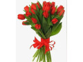 Тюльпаны  29 шт Красные под ленту